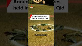 Annual yabby races held in Windorah Queensland [upl. by Gwenneth]