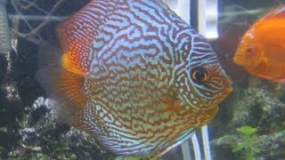 DISCUS COM FILHOTES AQUARIO 160 LITROS [upl. by Ot]