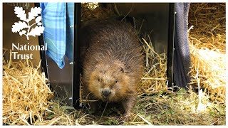 Family of beavers released at Wallington [upl. by Effie895]