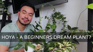 Hoya Houseplant Collection Tour and Care Tips  A Beginners Plant  Yay or Nay [upl. by Alejo758]