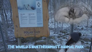 The Worlds Northernmost Animal Park  Charming Arctic Foxes  Zoo in Norway [upl. by Amle]