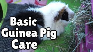 BASIC GUINEA PIG CARE for beginners [upl. by Judus]