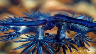 Blue Dragon Nudibranchs Glaucilla marginata [upl. by Britney]