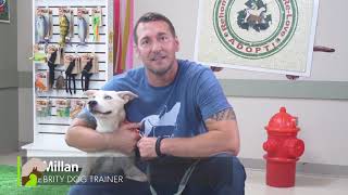 Training Tip Basic Obedience with Brandon McMillan [upl. by Sudderth]