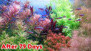 USE LIQUID FERTILIZER  STEP BY STEP AQUASCAPE DUTCHSTYLE [upl. by Holly]