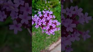 Verbena Bonariensis flowers nature flores jardin [upl. by Oramlub58]