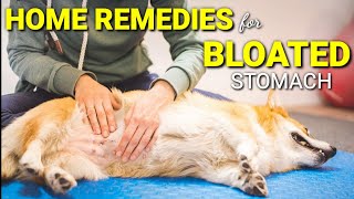 Home Remedies Para Sa Kabag Sa Tiyan Ng Aso At Pusa  Bloated Stomach 252 [upl. by Htebazileharas]