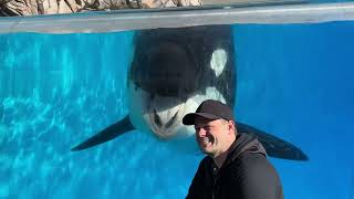 Killer Whale Up Close Full Tour SeaWorld San Diego 4K 12722 [upl. by Esenwahs647]