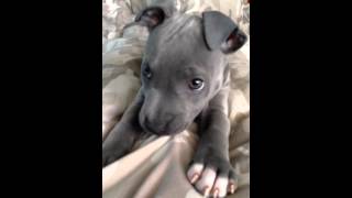 Blue Staffy Puppy [upl. by Rahas881]