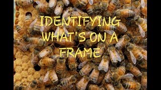 Honeycomb Identification How To Read Frames For New Beekeepers [upl. by Quackenbush669]