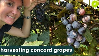 How to Harvest Concord Grapes [upl. by Hillier398]