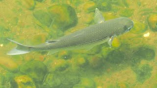 1130907 The flathead grey mullet feeding at WuDo reaches of Keelung River [upl. by Ylrebmit]