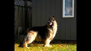 Long Haired German Shepherd Movie Star Odin [upl. by Reseta]