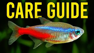 Neon Tetra Care Guide  Aquarium CoOp [upl. by Burnsed]