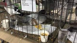 Cauchois on display at Reading Pigeon Association Show Lancaster [upl. by Diana]