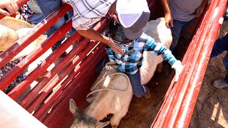 EIGHT YEAR OLD BULL RIDER  THESE KIDS ARE FEARLESS [upl. by Ralyat]