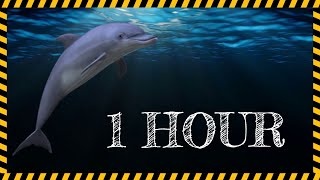 Relaxing Dolphin Noises Sound to Sleep 1 Hour  Pure Sound Effect [upl. by Aili323]