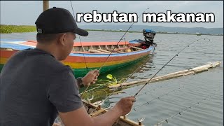 Mancing jatiluhur  ikan nya rebutan lumut  pesta strike [upl. by Sedda]