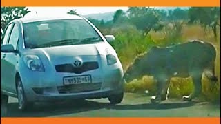 Lion Bites Tire Causing it to Explode [upl. by Sig]