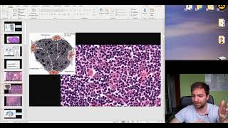 Histology of the Immune system and Lymphoid organs part 2 [upl. by Udale752]