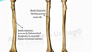 Huesos del Miembro Superior Antebrazo y Mano [upl. by Qifar]