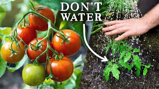 EASY Watering Trick for Amazing Tomato Harvests [upl. by Nylikcaj]