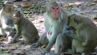 Mama Rose and Joanna Sit around Wait Some Food on Ground in Morning on Nov262024USao1254 Ambers [upl. by Eseela]