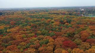 Herfst Zeisterbos [upl. by Theurer]