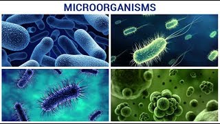 Microscopic world unicellular organisms [upl. by Jarl]