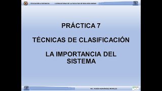 Sistema de clasificación [upl. by Aicirtac125]