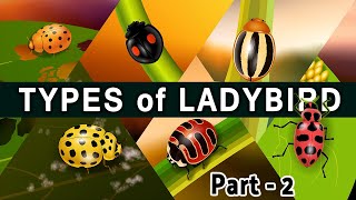 types of ladybird beetle  part 2 of popular coccinellidae species  an amazing beetles [upl. by Graybill]