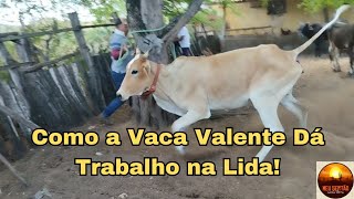 Como a Vaca Valente Dá Trabalho na Lida vacavalente vacabrava colocandoochocalhopedeserranavaca [upl. by Boyes]