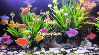 Mini Aquarium for Glofish Tetra [upl. by Arahsak342]