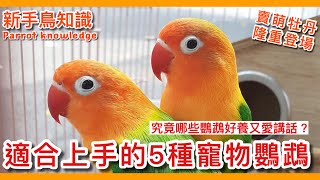 大公開！最適合上手的5種寵物鸚鵡！「牡丹鸚鵡」隆重登場！【鸚鵡小木屋】【新手鳥知識】Seven kinds of birds that are best for novices [upl. by Pulcheria]