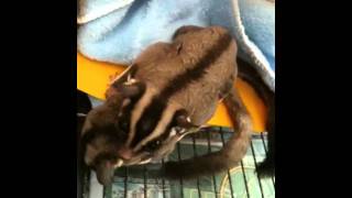 Sugar Glider mating [upl. by Alake]