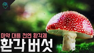 합법화 추진중 환각 버섯 [upl. by Preciosa]