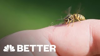 Theres A Better Way To Treat A Bee Sting  Better  NBC News [upl. by Elisabetta]