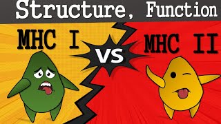 MHC Class I and Class II Structure Function and Difference Major Histocompatibility Complex [upl. by Htbazile]