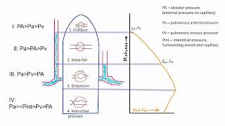 Zones of the Lung [upl. by Butterfield]