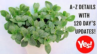 FITTONIA Plant CARE 101  BEST Soil Mix Fertilizer Light amp Water Requirements amp Propagation [upl. by Ardnasil]