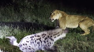 Lion vs Hyena Young Nomadic Lions FaceOff With Clan of Hyenas  GreaterKrugerPark [upl. by Anam]