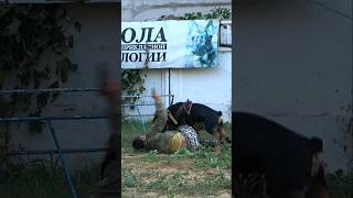 ‼️Police dog training Rottweiler attack GUARDODESSA Security Ukraine [upl. by Euphemie]