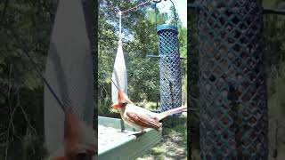 WILD Feathered Female Cardinal Scared Off By Handsome Male Redbird Cardinals Live Bird Feeder Cam [upl. by Wojak]