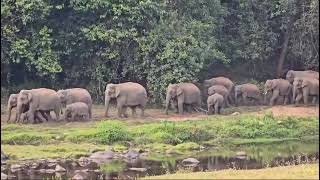 Anakulam Wild Elephants [upl. by Alvarez]