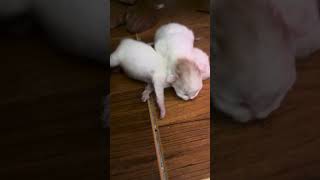 New born kittens part 2 newbornkitten newbornkittens kittens kitty kittypets kittykitty [upl. by Dosia]