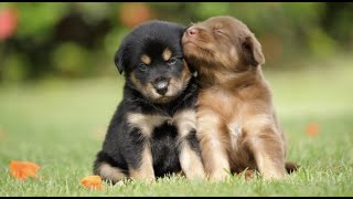 Peaceful Energetic Calming Puppies At Play With Soothing Relaxation Ambiance Classical Music [upl. by Dun262]