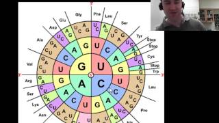 Translation protein synthesis part 2 of 2 [upl. by Norrahs250]