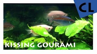 HD Kissing Gourami  Küssender Gurami  Helostoma temminkii  YOUAQUA CLASSIC [upl. by Rhyner]