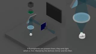 fluorescence and confocal microscopies [upl. by Hans]