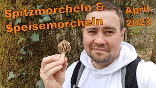 Spitzmorchel und Speisemorchel im Auwald suchen und finden  Tipps [upl. by Ahsiuq872]